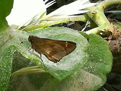 Cymaenes odilia
