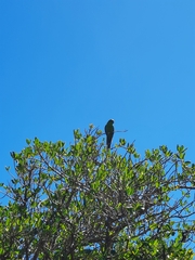 Cyanoramphus auriceps