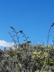 Cyanoramphus auriceps