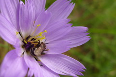 Catananche caerulea