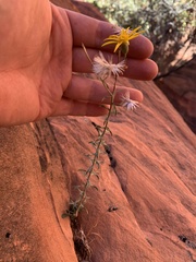 Heterotheca cinerascens