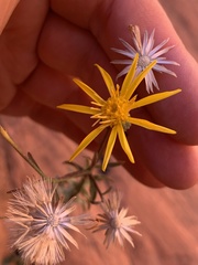 Heterotheca cinerascens