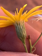 Heterotheca cinerascens