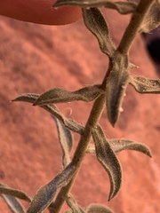 Heterotheca cinerascens