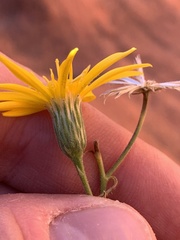 Heterotheca cinerascens