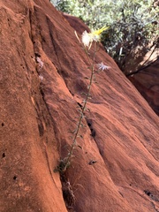 Heterotheca cinerascens