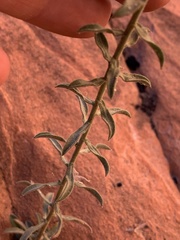 Heterotheca cinerascens