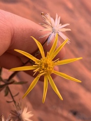 Heterotheca cinerascens