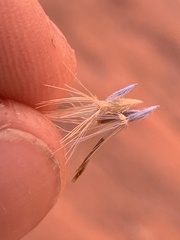 Heterotheca cinerascens