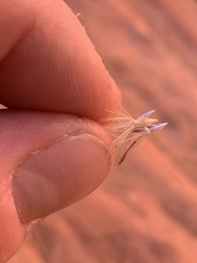 Heterotheca cinerascens