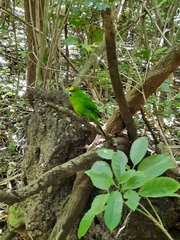 Cyanoramphus auriceps