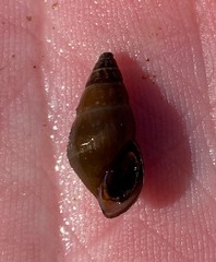 Elimia paupercula