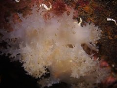 Dendronotus