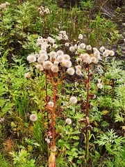 Picris japonica kamtschatica