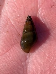 Elimia paupercula