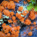 菫青藻 - Photo 由 Mike Potts 所上傳的 (c) Mike Potts，保留部份權利CC BY-NC-ND