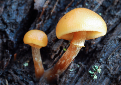 Galerina badipes