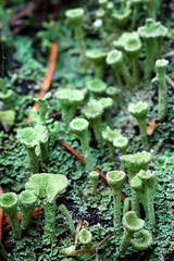 Cladonia carneola