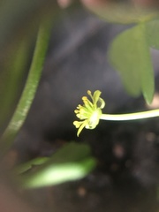 Ranunculus glabrifolius