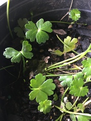 Ranunculus glabrifolius