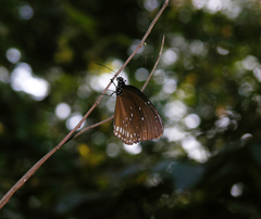 Euploea core godartii