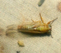 Cicadettini