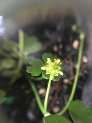 Ranunculus glabrifolius