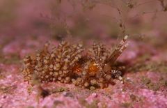 Eubranchus vittatus