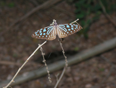 Ideopsis similis persimilis