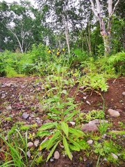 Picris japonica kamtschatica