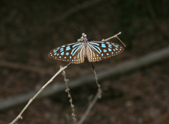 Ideopsis similis persimilis