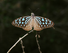Ideopsis similis persimilis