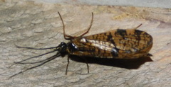 Hagenella clathrata