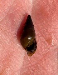Elimia paupercula