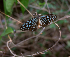Ideopsis similis persimilis