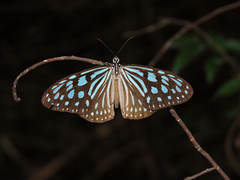 Ideopsis similis persimilis