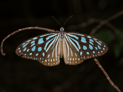 Ideopsis similis persimilis
