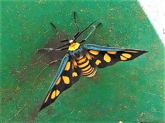 Amata humeralis