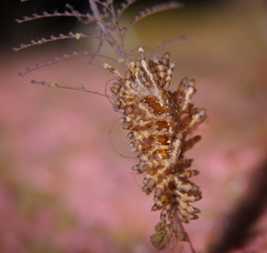 Eubranchus vittatus
