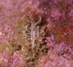 Eubranchus vittatus