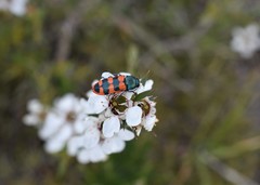 Castiarina crenata