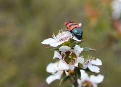 Castiarina crenata