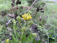 Pearsonia cajanifolia