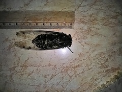Quesada gigas