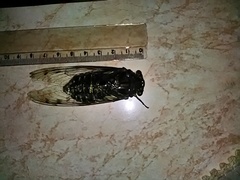 Quesada gigas