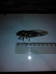 Quesada gigas