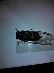 Quesada gigas