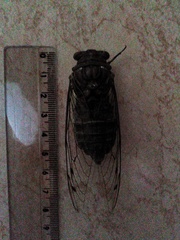 Quesada gigas