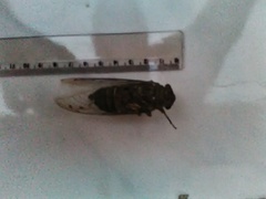 Quesada gigas