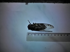 Quesada gigas